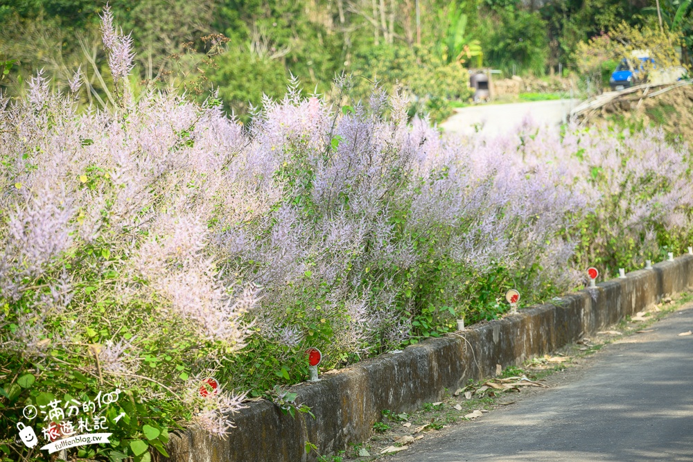 南投【清水溝溪麝香木花道】近瑞龍宮的麝香木花瀑布.麝香木花谷好震撼,綿延2公里的麝香木花道免費看!