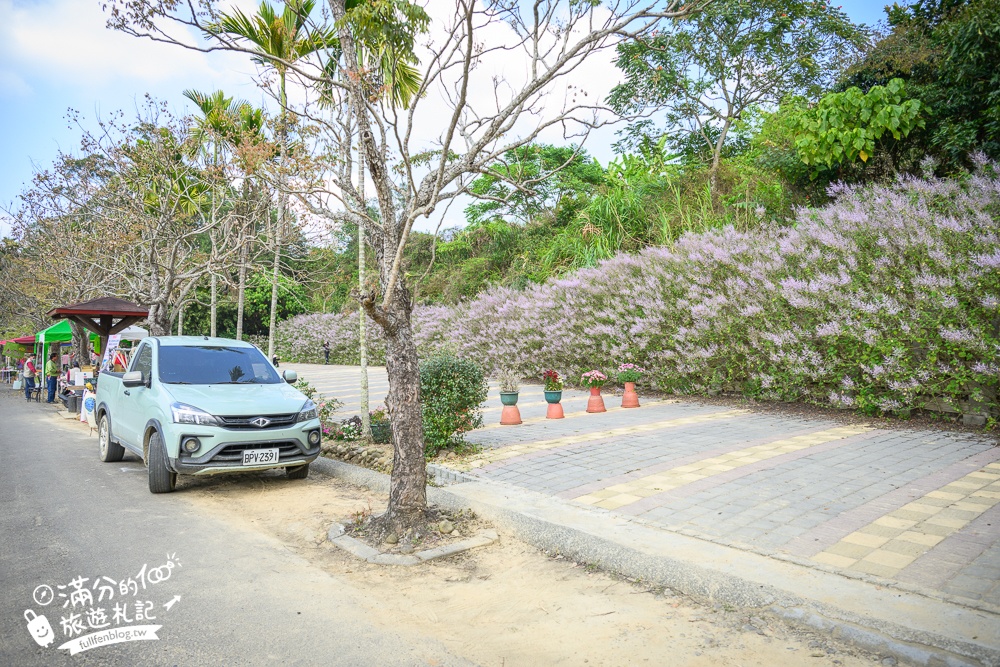 南投【清水溝溪麝香木花道】近瑞龍宮的麝香木花瀑布.麝香木花谷好震撼,綿延2公里的麝香木花道免費看!