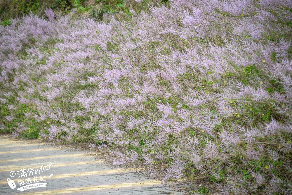 南投【清水溝溪麝香木花道】近瑞龍宮的麝香木花瀑布.麝香木花谷好震撼,綿延2公里的麝香木花道免費看!