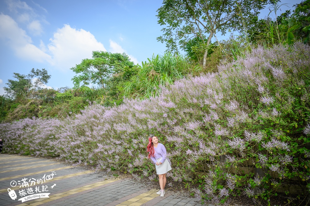南投【清水溝溪麝香木花道】近瑞龍宮的麝香木花瀑布.麝香木花谷好震撼,綿延2公里的麝香木花道免費看!