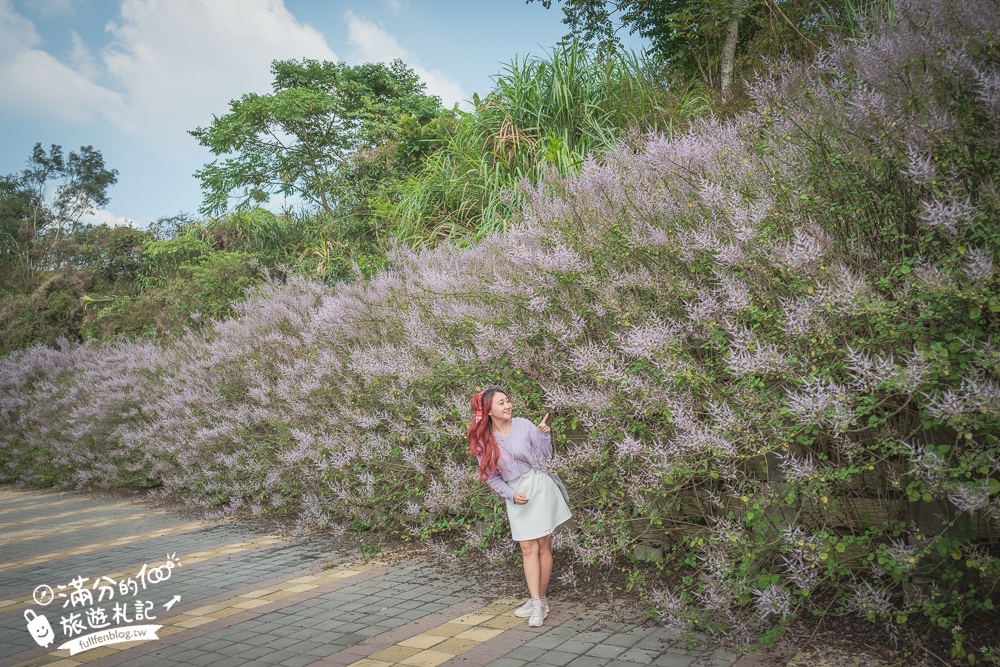 南投【清水溝溪麝香木花道】近瑞龍宮的麝香木花瀑布.麝香木花谷好震撼,綿延2公里的麝香木花道免費看!