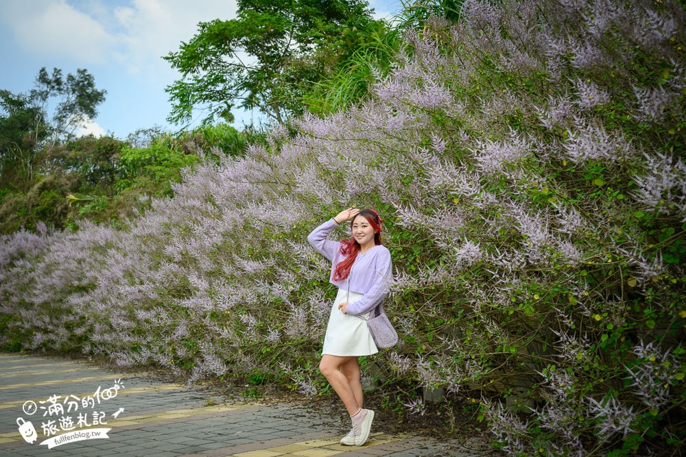 南投【清水溝溪麝香木花道】近瑞龍宮的麝香木花瀑布.麝香木花谷好震撼,綿延2公里的麝香木花道免費看!