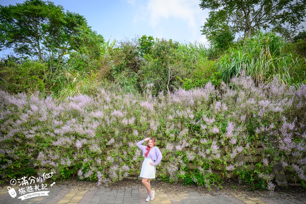 南投【清水溝溪麝香木花道】近瑞龍宮的麝香木花瀑布.麝香木花谷好震撼,綿延2公里的麝香木花道免費看!