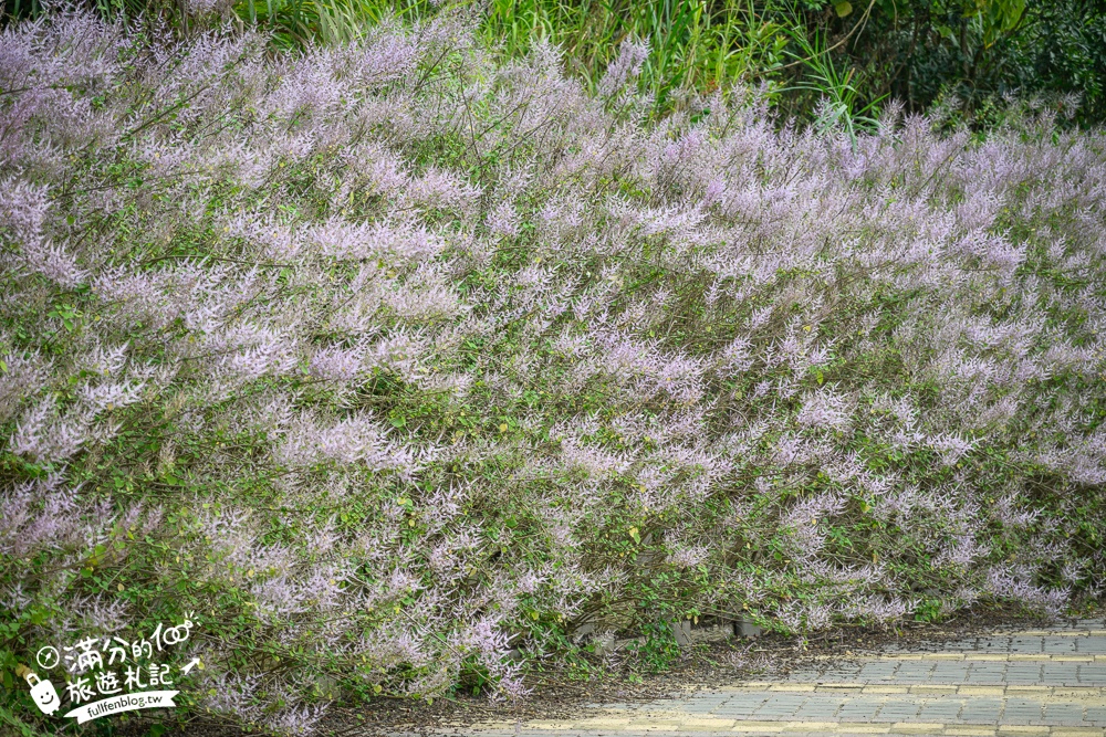 南投【清水溝溪麝香木花道】近瑞龍宮的麝香木花瀑布.麝香木花谷好震撼,綿延2公里的麝香木花道免費看!