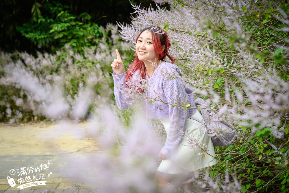 南投【清水溝溪麝香木花道】近瑞龍宮的麝香木花瀑布.麝香木花谷好震撼,綿延2公里的麝香木花道免費看!