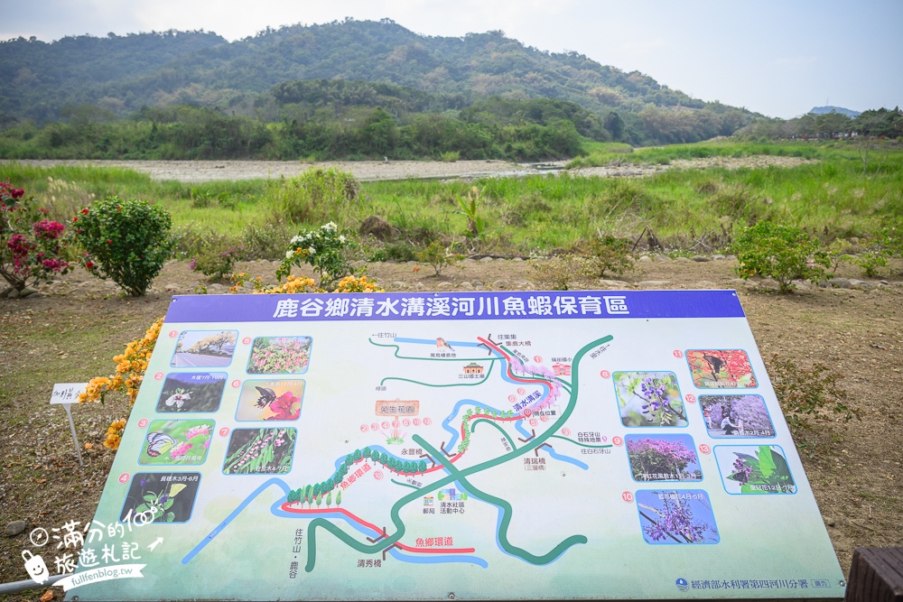 南投【清水溝溪麝香木花道】近瑞龍宮的麝香木花瀑布.麝香木花谷好震撼,綿延2公里的麝香木花道免費看!