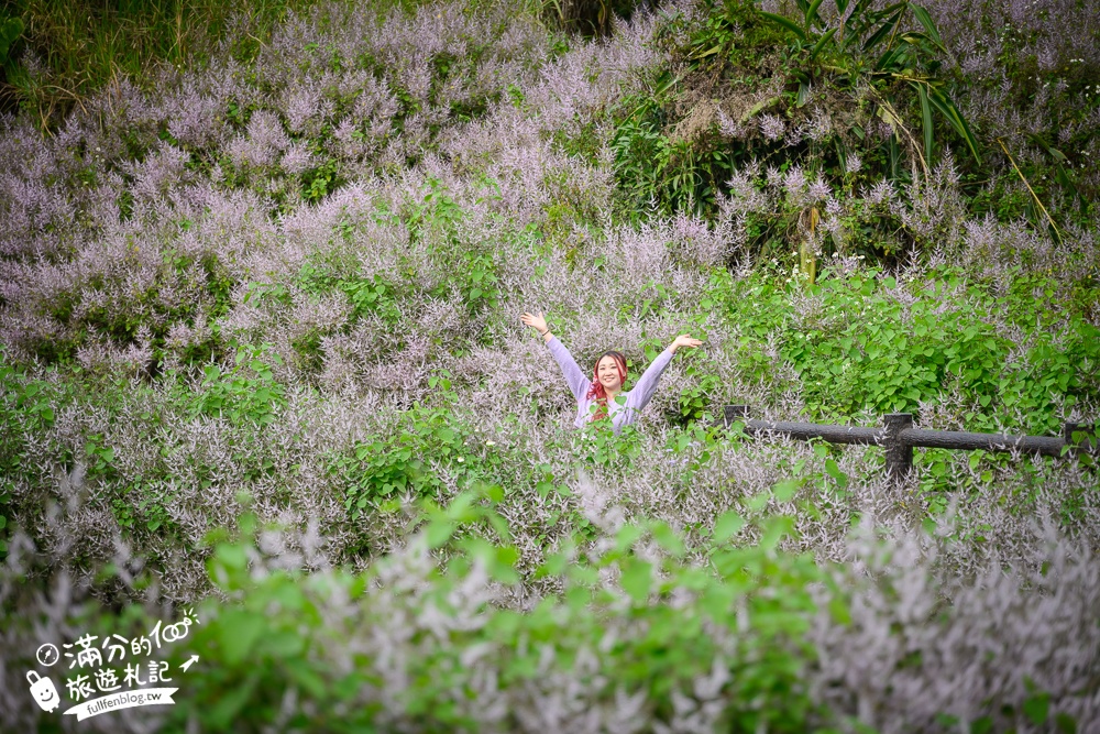 南投【清水溝溪麝香木花道】近瑞龍宮的麝香木花瀑布.麝香木花谷好震撼,綿延2公里的麝香木花道免費看!