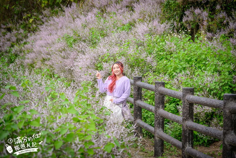 南投【清水溝溪麝香木花道】近瑞龍宮的麝香木花瀑布.麝香木花谷好震撼,綿延2公里的麝香木花道免費看!