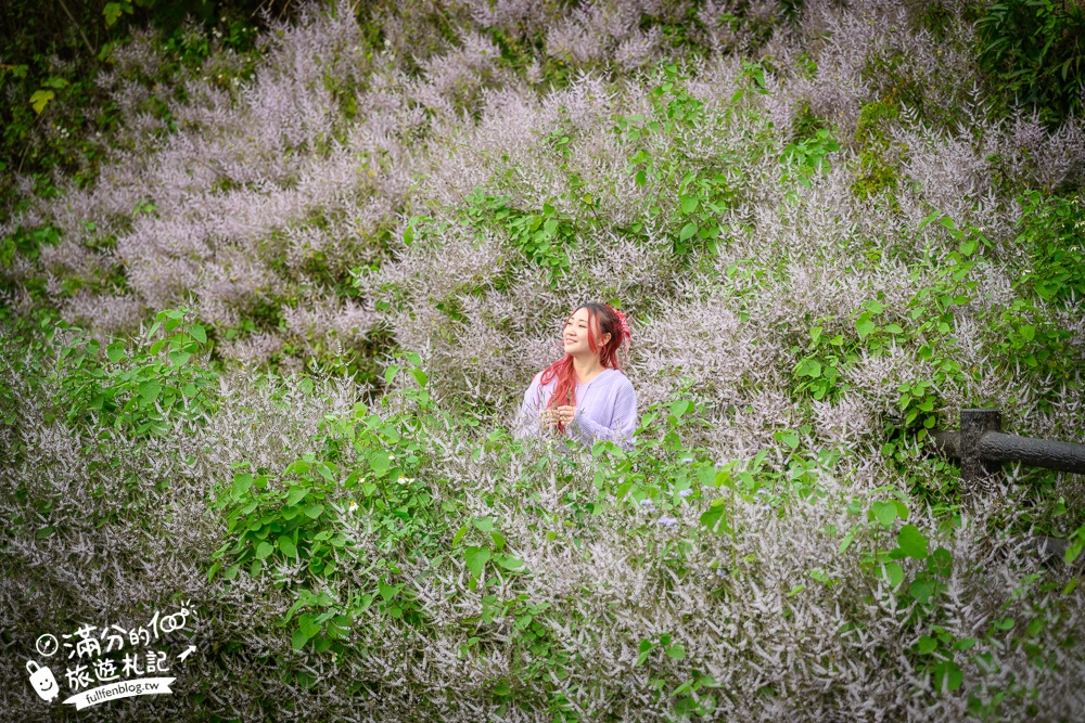 南投【清水溝溪麝香木花道】近瑞龍宮的麝香木花瀑布.麝香木花谷好震撼,綿延2公里的麝香木花道免費看!