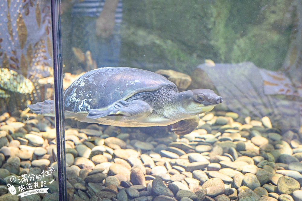 【2025台南頑皮世界野生動物園】最新門票資訊.台南必玩動物園,餵萌寵.看企鵝.玩水樂園.搭水豚列車!