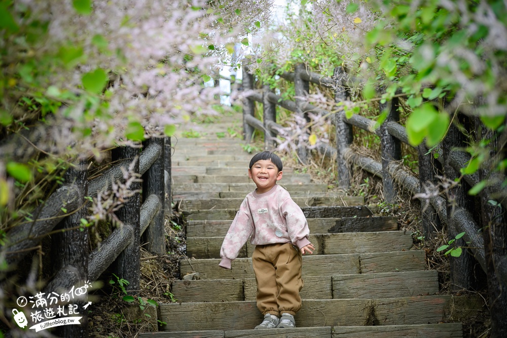 南投【清水溝溪麝香木花道】近瑞龍宮的麝香木花瀑布.麝香木花谷好震撼,綿延2公里的麝香木花道免費看!