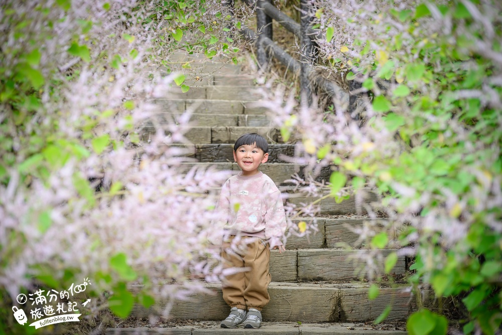 南投【清水溝溪麝香木花道】近瑞龍宮的麝香木花瀑布.麝香木花谷好震撼,綿延2公里的麝香木花道免費看!
