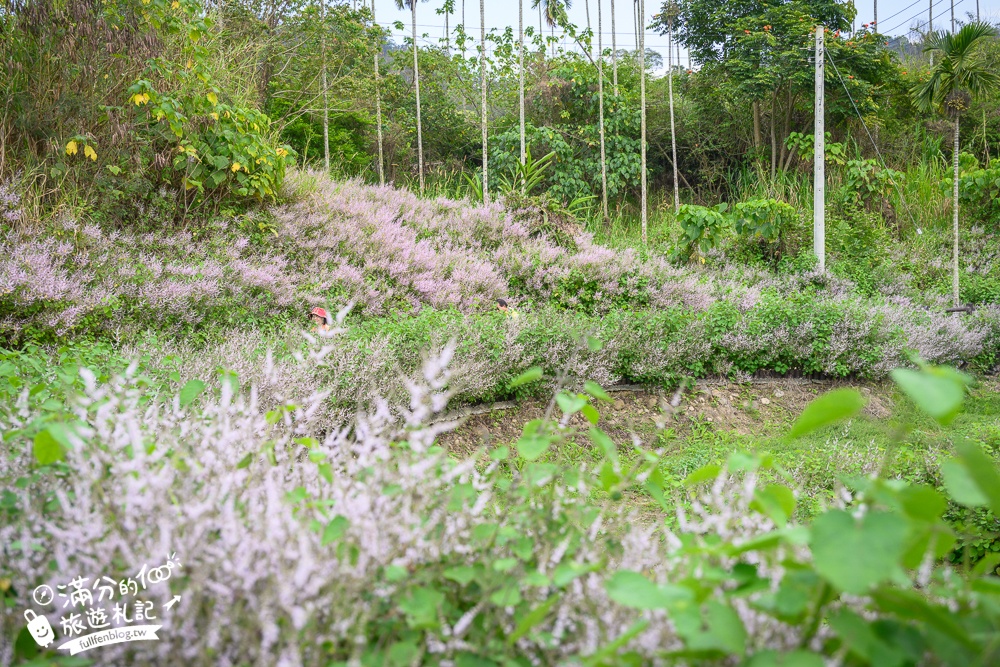 南投【清水溝溪麝香木花道】近瑞龍宮的麝香木花瀑布.麝香木花谷好震撼,綿延2公里的麝香木花道免費看!
