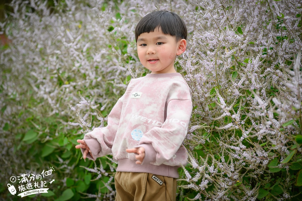 南投【清水溝溪麝香木花道】近瑞龍宮的麝香木花瀑布.麝香木花谷好震撼,綿延2公里的麝香木花道免費看!