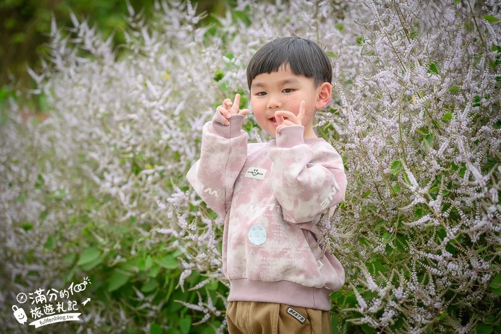 南投【清水溝溪麝香木花道】近瑞龍宮的麝香木花瀑布.麝香木花谷好震撼,綿延2公里的麝香木花道免費看!