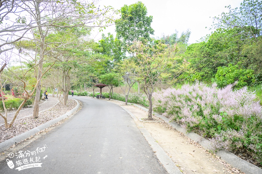 南投【清水溝溪麝香木花道】近瑞龍宮的麝香木花瀑布.麝香木花谷好震撼,綿延2公里的麝香木花道免費看!