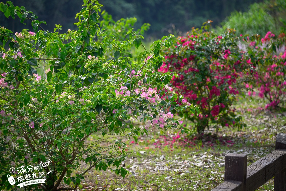 南投【清水溝溪麝香木花道】近瑞龍宮的麝香木花瀑布.麝香木花谷好震撼,綿延2公里的麝香木花道免費看!