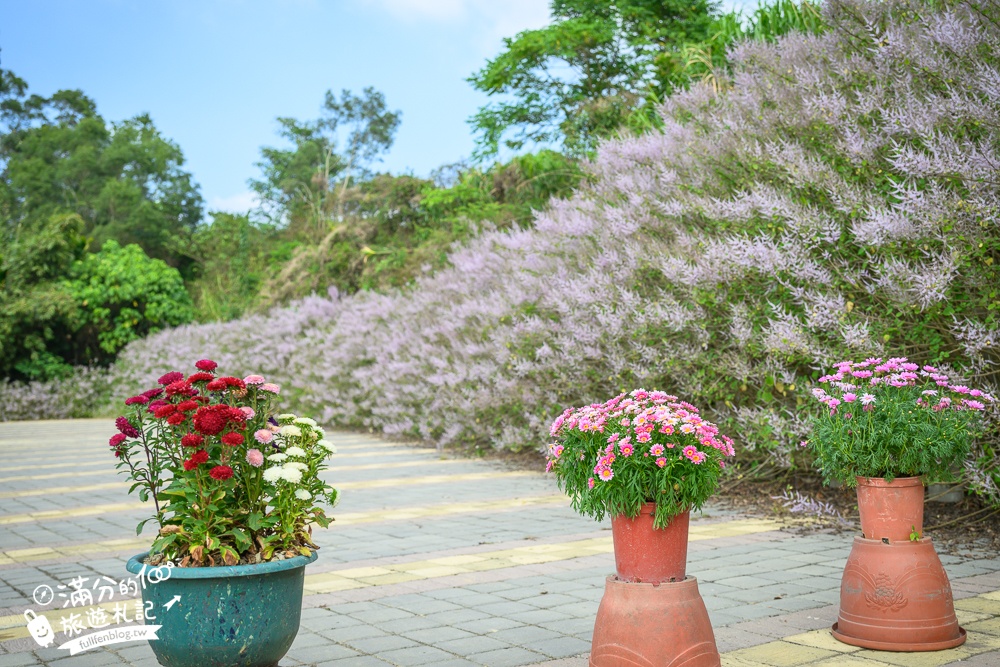 南投【清水溝溪麝香木花道】近瑞龍宮的麝香木花瀑布.麝香木花谷好震撼,綿延2公里的麝香木花道免費看!
