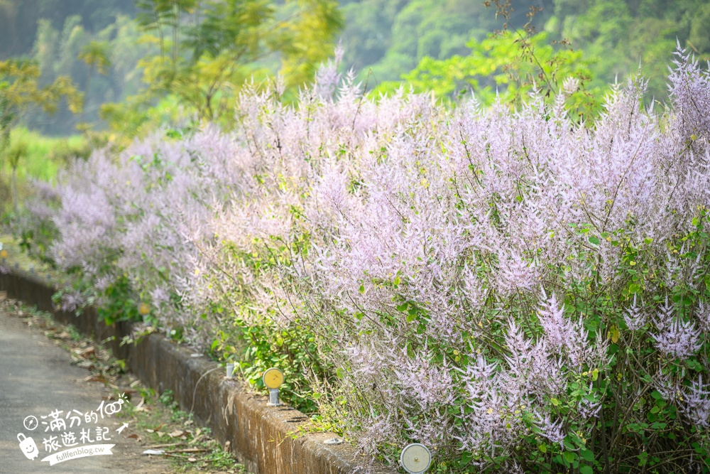 南投【清水溝溪麝香木花道】近瑞龍宮的麝香木花瀑布.麝香木花谷好震撼,綿延2公里的麝香木花道免費看!