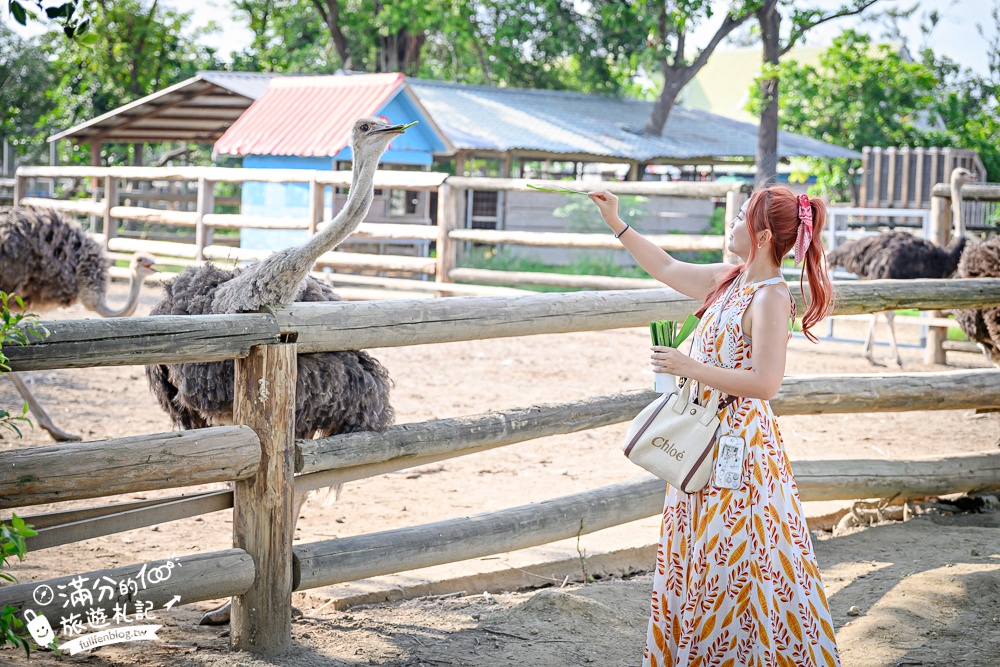 【2025台南頑皮世界野生動物園】最新門票資訊.台南必玩動物園,餵萌寵.看企鵝.玩水樂園.搭水豚列車!