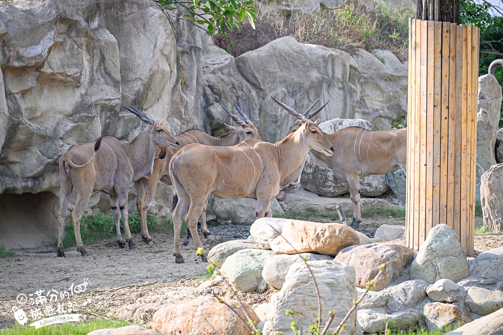 【2025台南頑皮世界野生動物園】最新門票資訊.台南必玩動物園,餵萌寵.看企鵝.玩水樂園.搭水豚列車!