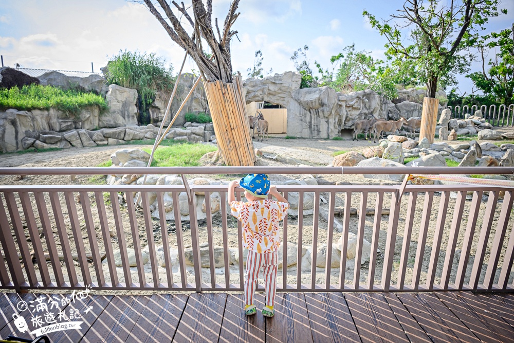 【2025台南頑皮世界野生動物園】最新門票資訊.台南必玩動物園,餵萌寵.看企鵝.玩水樂園.搭水豚列車!