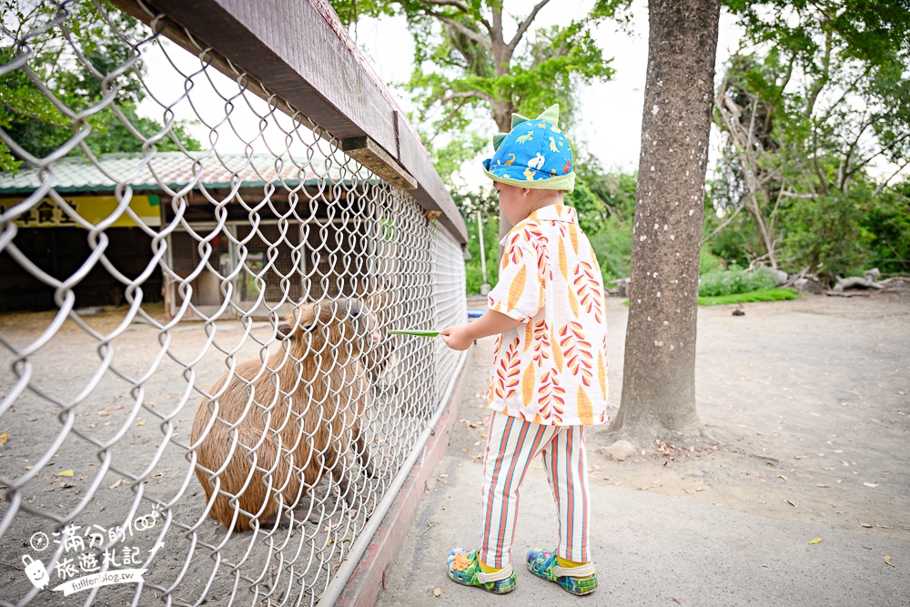 【2025台南頑皮世界野生動物園】最新門票資訊.台南必玩動物園,餵萌寵.看企鵝.玩水樂園.搭水豚列車!