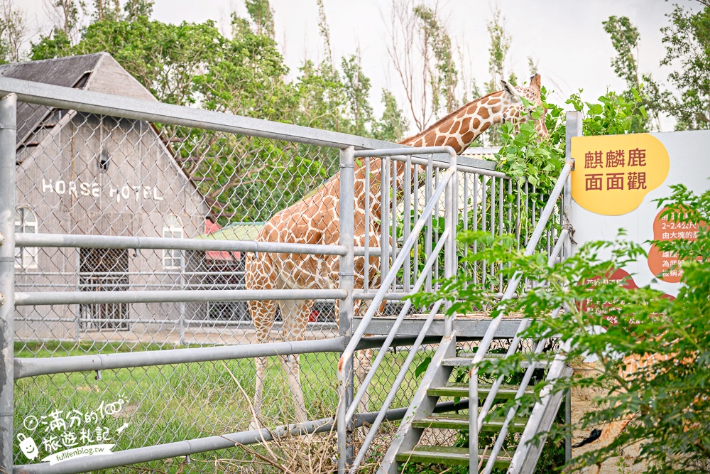【2025台南頑皮世界野生動物園】最新門票資訊.台南必玩動物園,餵萌寵.看企鵝.玩水樂園.搭水豚列車!