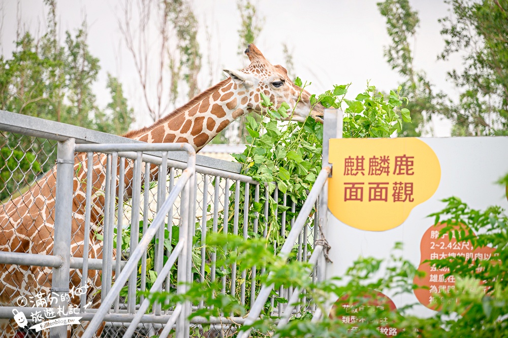 【2025台南頑皮世界野生動物園】最新門票資訊.台南必玩動物園,餵萌寵.看企鵝.玩水樂園.搭水豚列車!