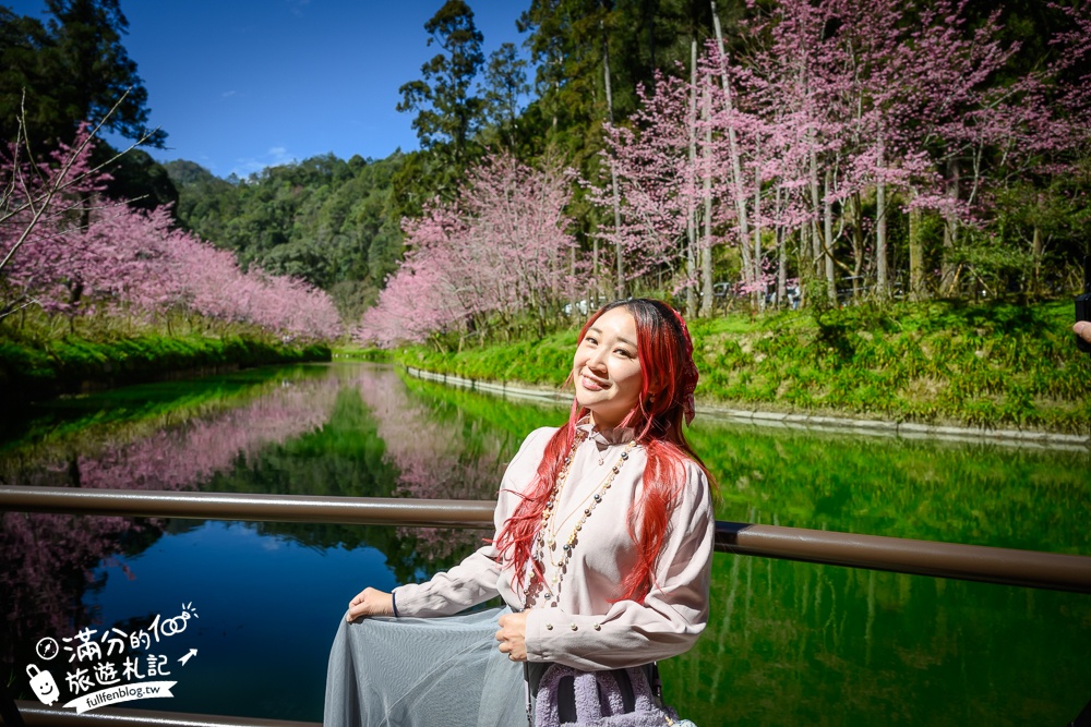 【2025杉林溪櫻花季玩樂攻略】南投杉林溪最美湖景櫻花&最新門票遊園接駁車資訊~杉林溪TOP3賞櫻人像拍照點!