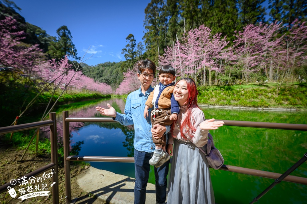 【2025杉林溪櫻花季玩樂攻略】南投杉林溪最美湖景櫻花&最新門票遊園接駁車資訊~杉林溪TOP3賞櫻人像拍照點!