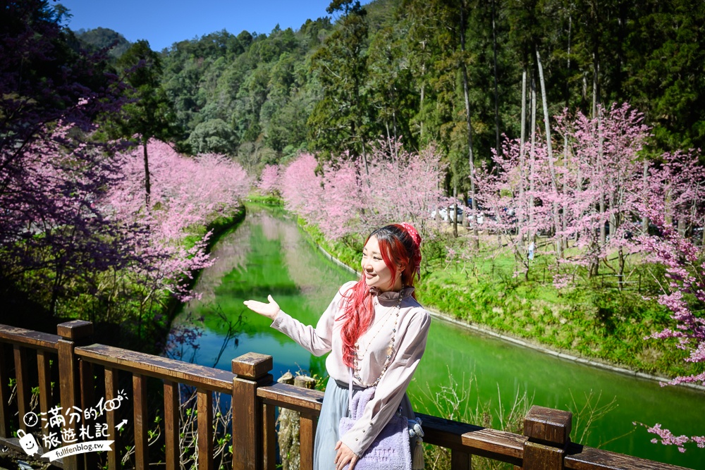 【2025杉林溪櫻花季玩樂攻略】南投杉林溪最美湖景櫻花&最新門票遊園接駁車資訊~杉林溪TOP3賞櫻人像拍照點!