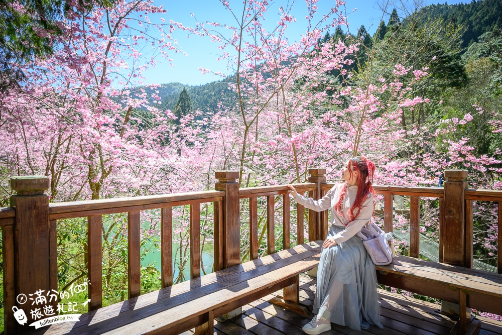 【2025杉林溪櫻花季玩樂攻略】南投杉林溪最美湖景櫻花&最新門票遊園接駁車資訊~杉林溪TOP3賞櫻人像拍照點!