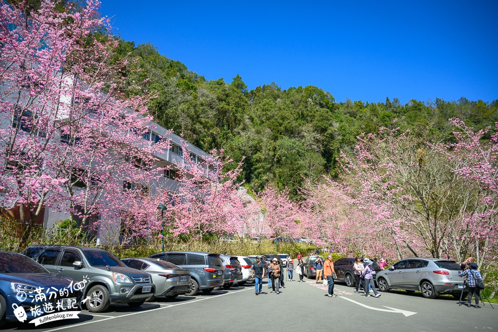 【2025杉林溪櫻花季玩樂攻略】南投杉林溪最美湖景櫻花&最新門票遊園接駁車資訊~杉林溪TOP3賞櫻人像拍照點!