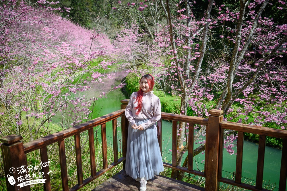【2025杉林溪櫻花季玩樂攻略】南投杉林溪最美湖景櫻花&最新門票遊園接駁車資訊~杉林溪TOP3賞櫻人像拍照點!