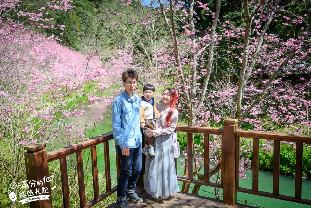 【2025杉林溪櫻花季玩樂攻略】南投杉林溪最美湖景櫻花&最新門票遊園接駁車資訊~杉林溪TOP3賞櫻人像拍照點!