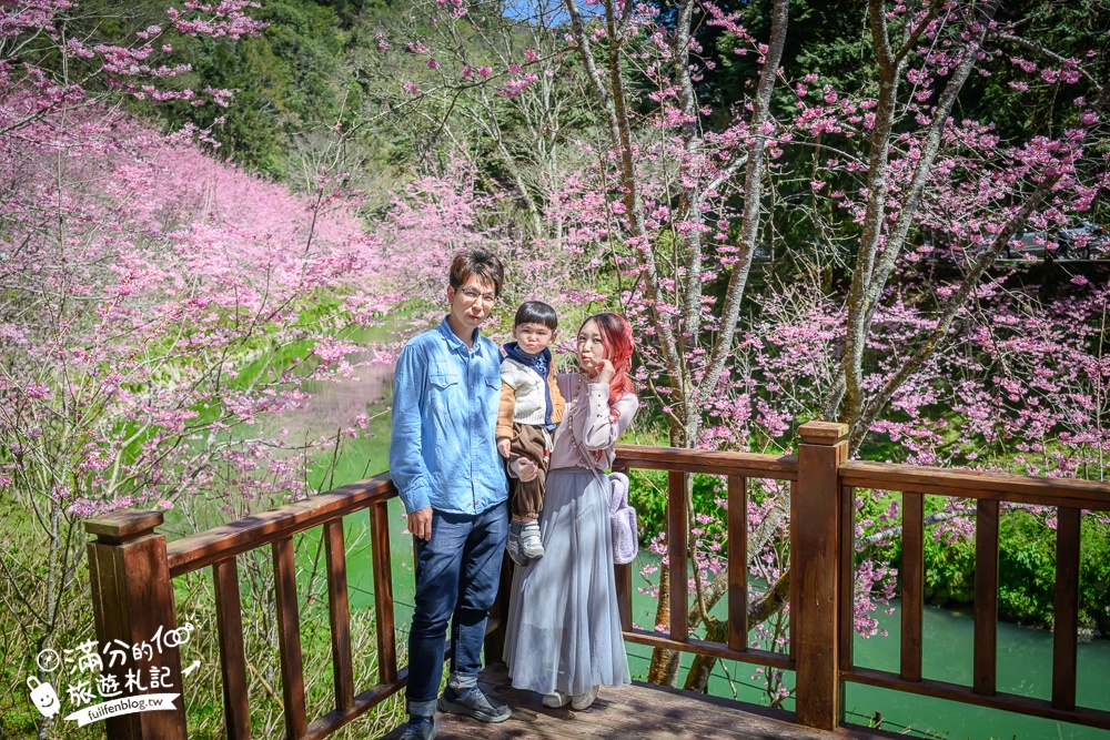 【2025杉林溪櫻花季玩樂攻略】南投杉林溪最美湖景櫻花&最新門票遊園接駁車資訊~杉林溪TOP3賞櫻人像拍照點!