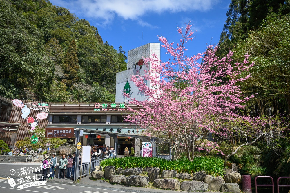 【2025杉林溪櫻花季玩樂攻略】南投杉林溪最美湖景櫻花&最新門票遊園接駁車資訊~杉林溪TOP3賞櫻人像拍照點!