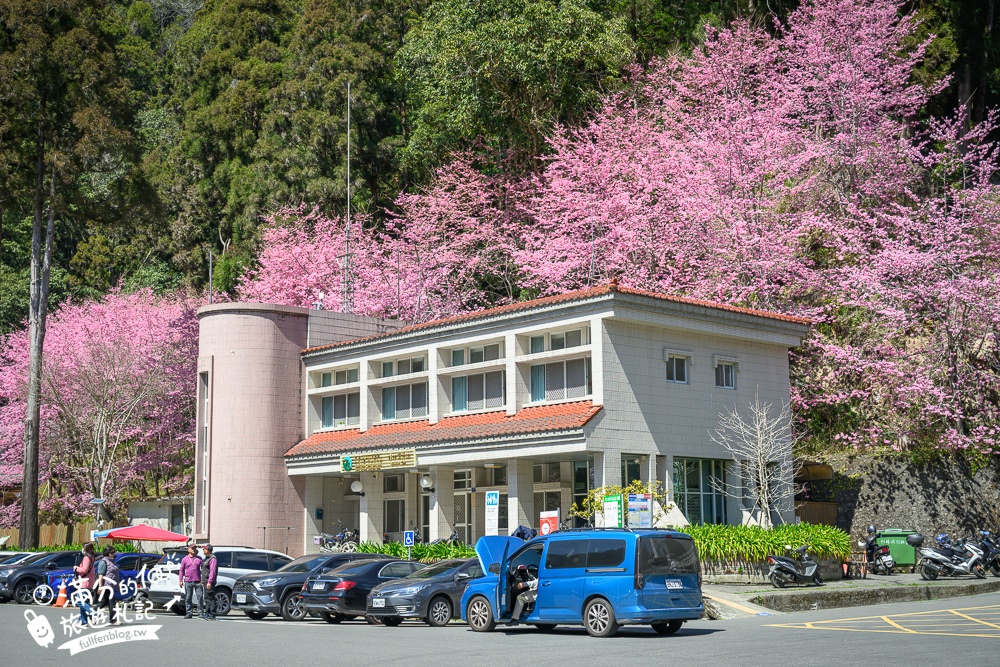 【2025杉林溪櫻花季玩樂攻略】南投杉林溪最美湖景櫻花&最新門票遊園接駁車資訊~杉林溪TOP3賞櫻人像拍照點!