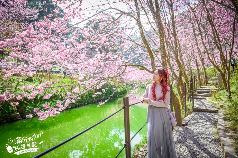 【2025杉林溪櫻花季玩樂攻略】南投杉林溪最美湖景櫻花&最新門票遊園接駁車資訊~杉林溪TOP3賞櫻人像拍照點!