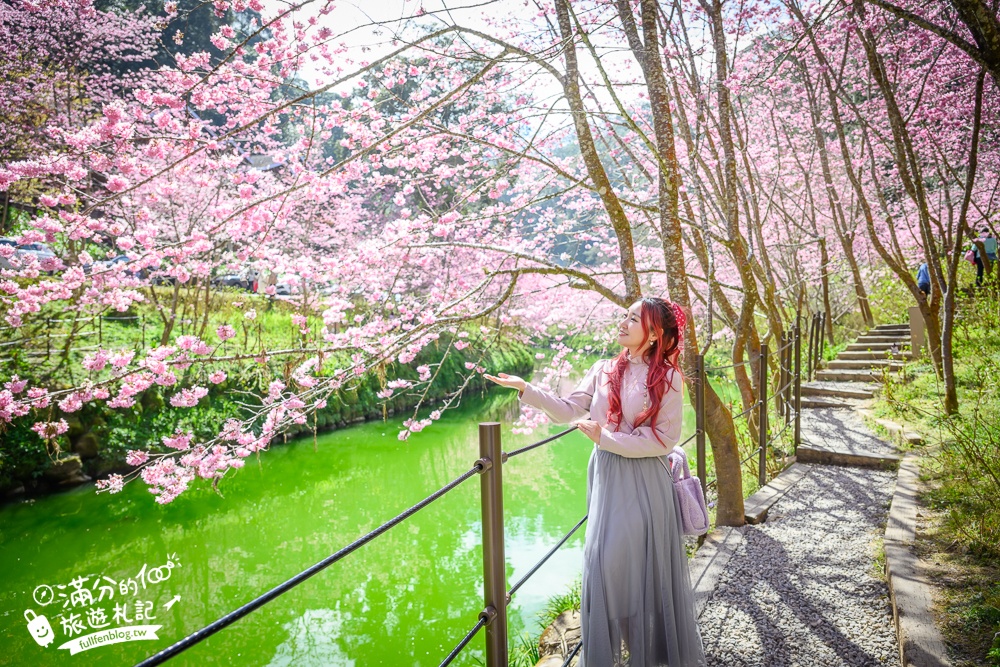 【2025杉林溪櫻花季玩樂攻略】南投杉林溪最美湖景櫻花&最新門票遊園接駁車資訊~杉林溪TOP3賞櫻人像拍照點!