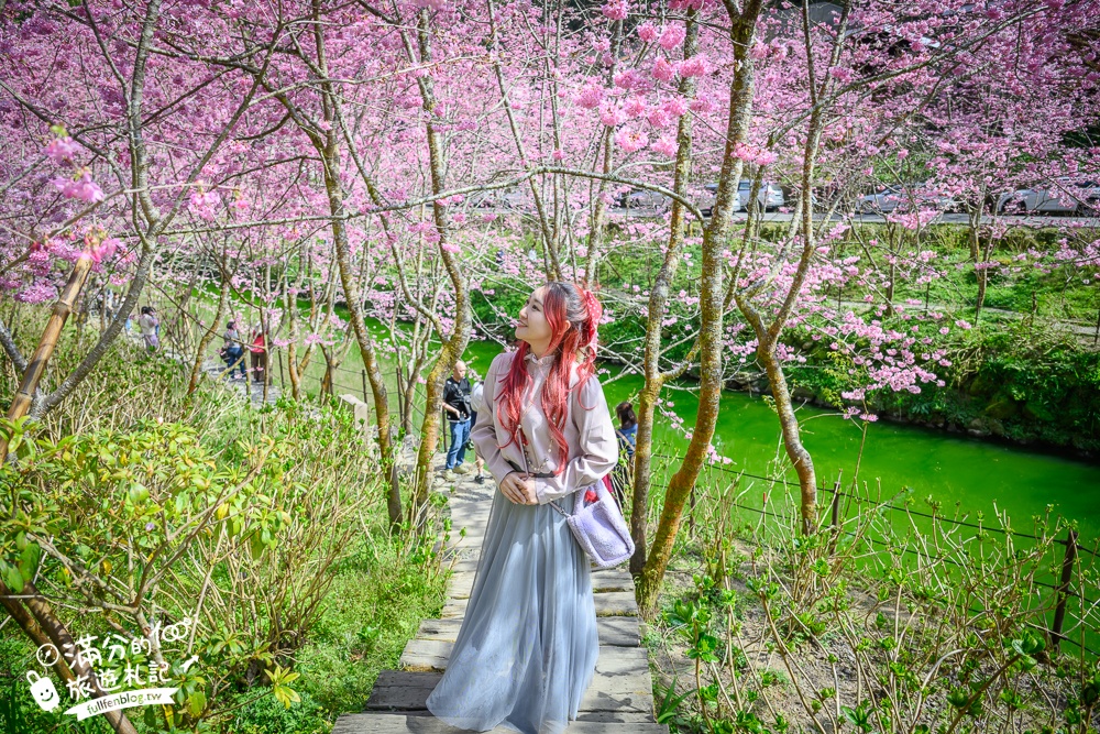 【2025杉林溪櫻花季玩樂攻略】南投杉林溪最美湖景櫻花&最新門票遊園接駁車資訊~杉林溪TOP3賞櫻人像拍照點!