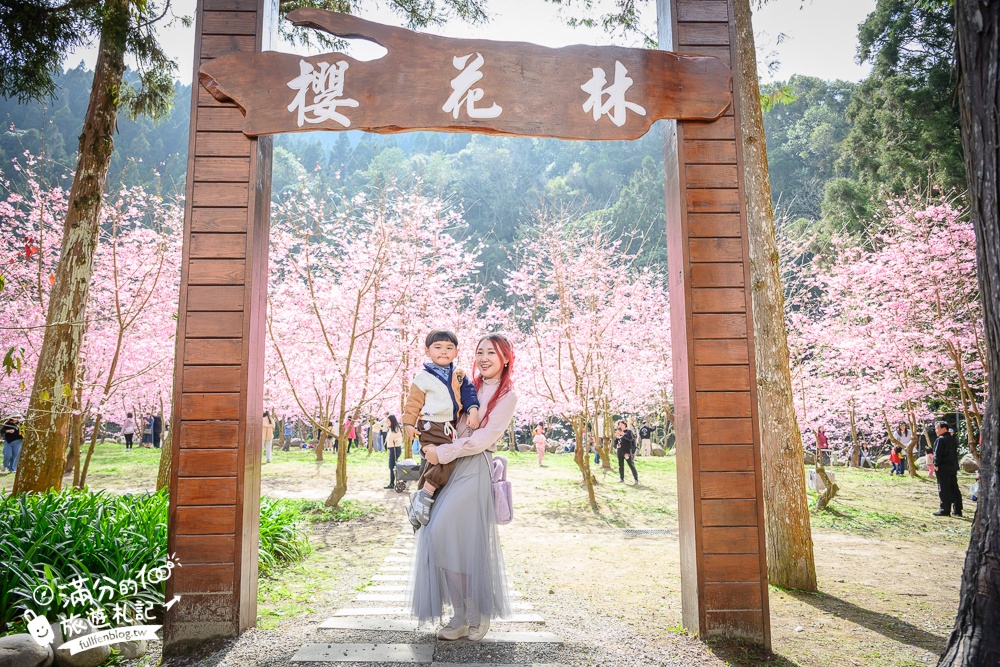 【2025杉林溪櫻花季玩樂攻略】南投杉林溪最美湖景櫻花&最新門票遊園接駁車資訊~杉林溪TOP3賞櫻人像拍照點!