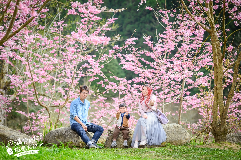 【2025杉林溪櫻花季玩樂攻略】南投杉林溪最美湖景櫻花&最新門票遊園接駁車資訊~杉林溪TOP3賞櫻人像拍照點!