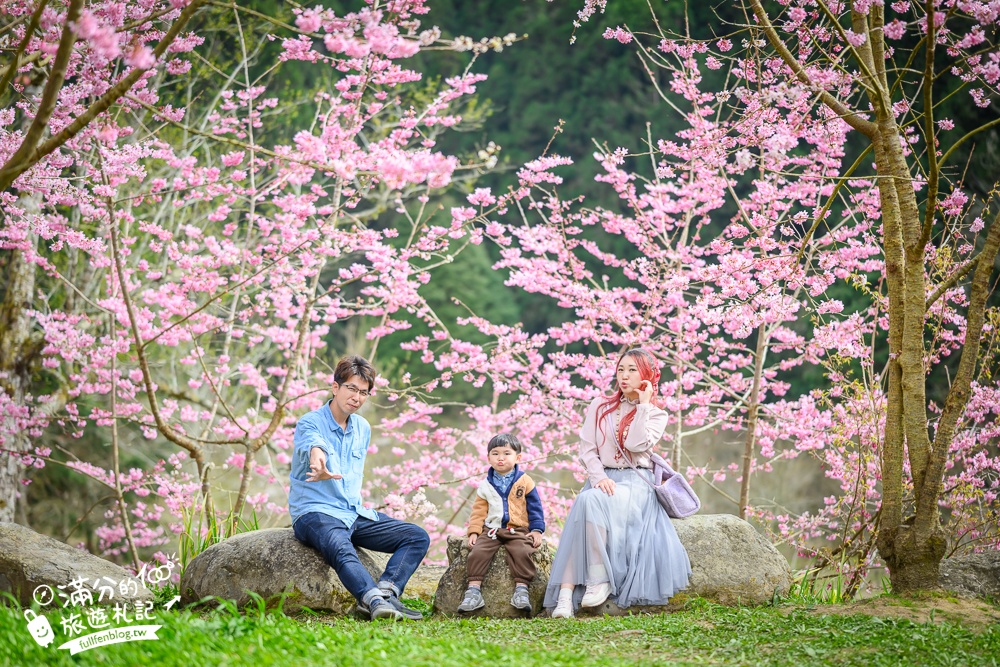 【2025杉林溪櫻花季玩樂攻略】南投杉林溪最美湖景櫻花&最新門票遊園接駁車資訊~杉林溪TOP3賞櫻人像拍照點!