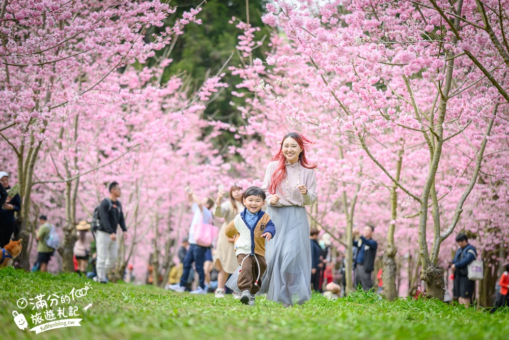 【2025杉林溪櫻花季玩樂攻略】南投杉林溪最美湖景櫻花&最新門票遊園接駁車資訊~杉林溪TOP3賞櫻人像拍照點!
