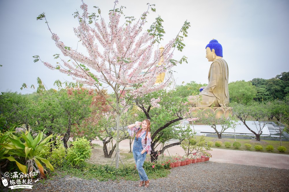 【2025全台花旗木景點推薦】TOP7人氣花旗木賞花秘境,最浪漫的四月泰國櫻花!