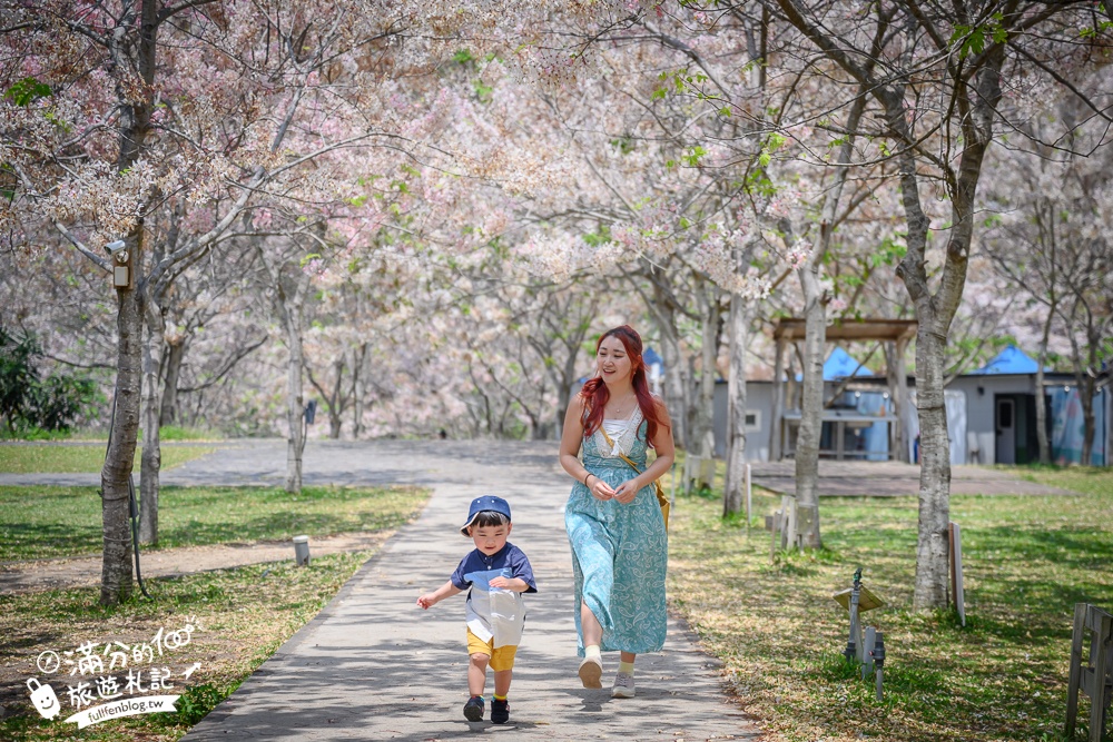 【2025全台花旗木景點推薦】TOP7人氣花旗木賞花秘境,最浪漫的四月泰國櫻花!
