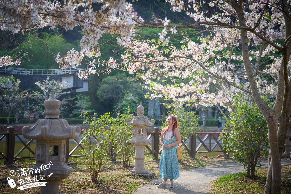 【2025全台花旗木景點推薦】TOP7人氣花旗木賞花秘境,最浪漫的四月泰國櫻花!