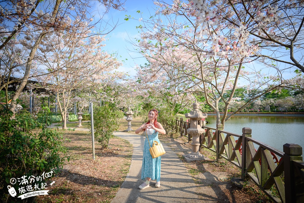 【2025全台花旗木景點推薦】TOP7人氣花旗木賞花秘境,最浪漫的四月泰國櫻花!